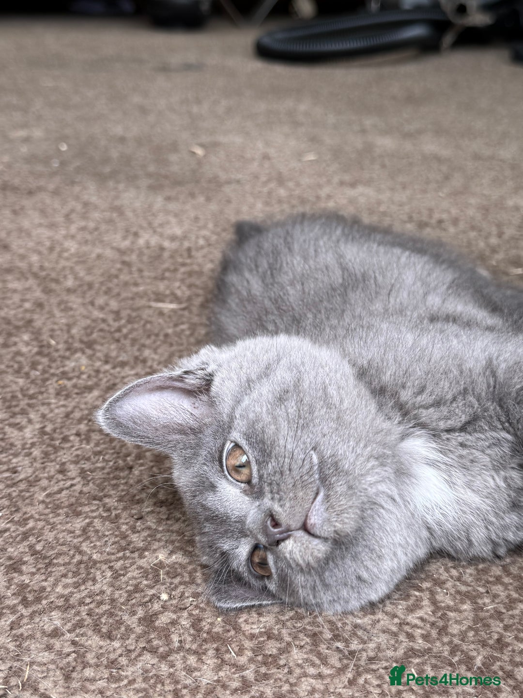 British Shorthair cats for sale: Beautiful kittens - Image 14