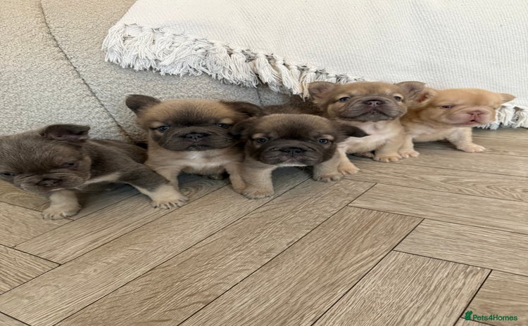 French Bulldog dogs - Advert 5