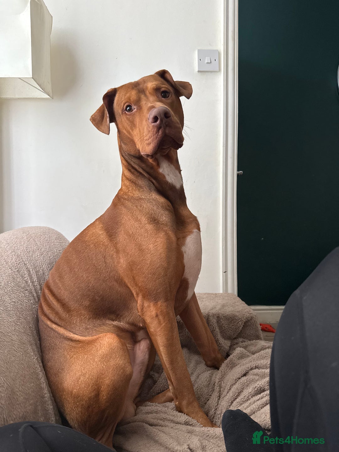 Mixed Breed dogs for sale: 2 Year Old Doberman cross American Bully - Advert 7