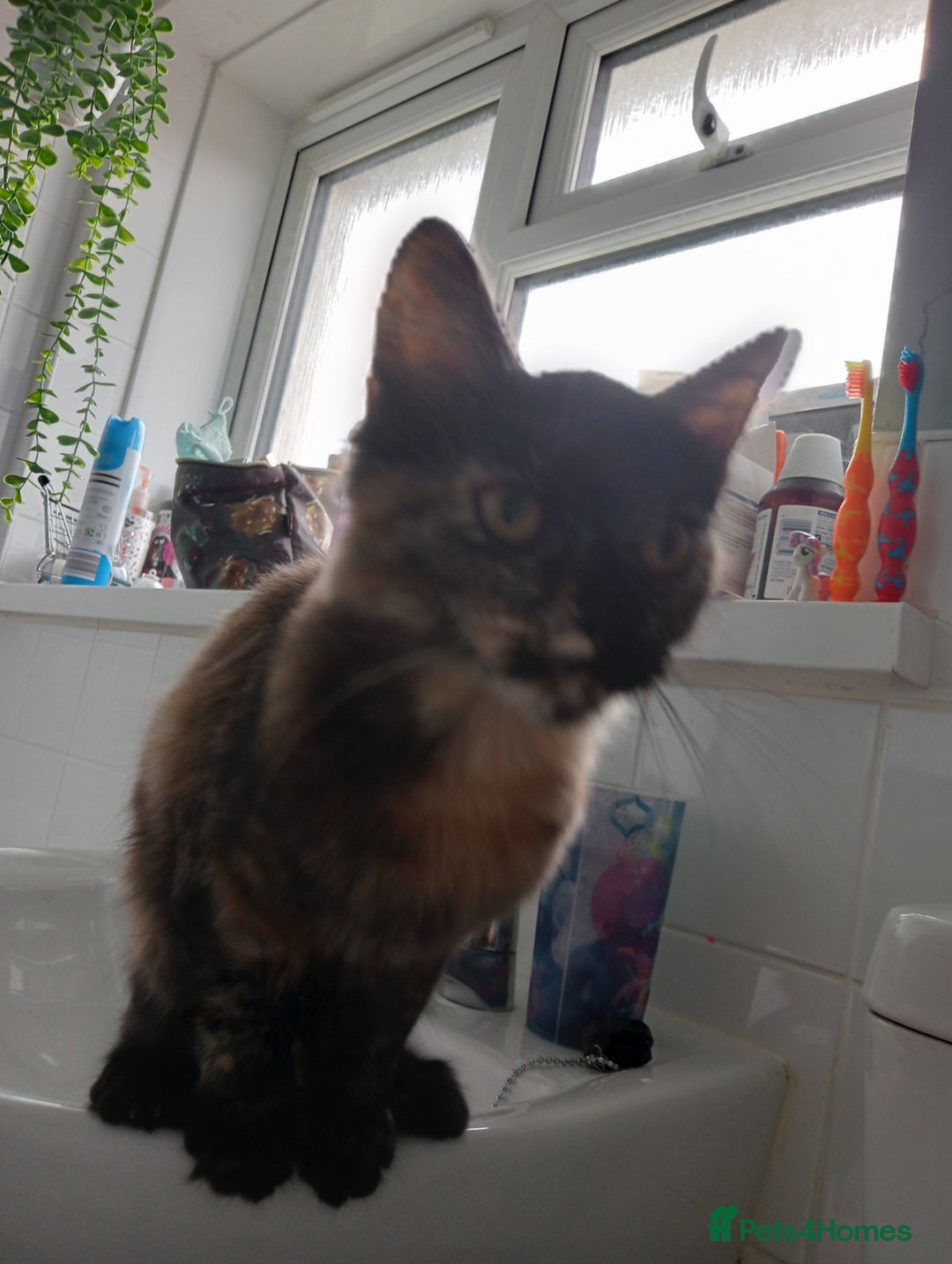 Mixed Breed cats for stud: 🏠Mother&Daughter Bonded🎀  - Image 2