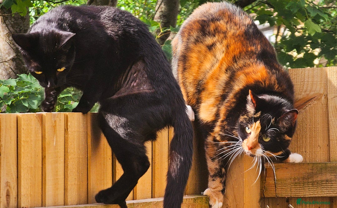 Mixed Breed cats for sale: Pair of adult cats - Image 4
