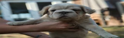 French Bulldog dogs for sale: HOME BRED FLUFFY FRENCHY•ISABELLA.KC&DNA CERT - Advert 19