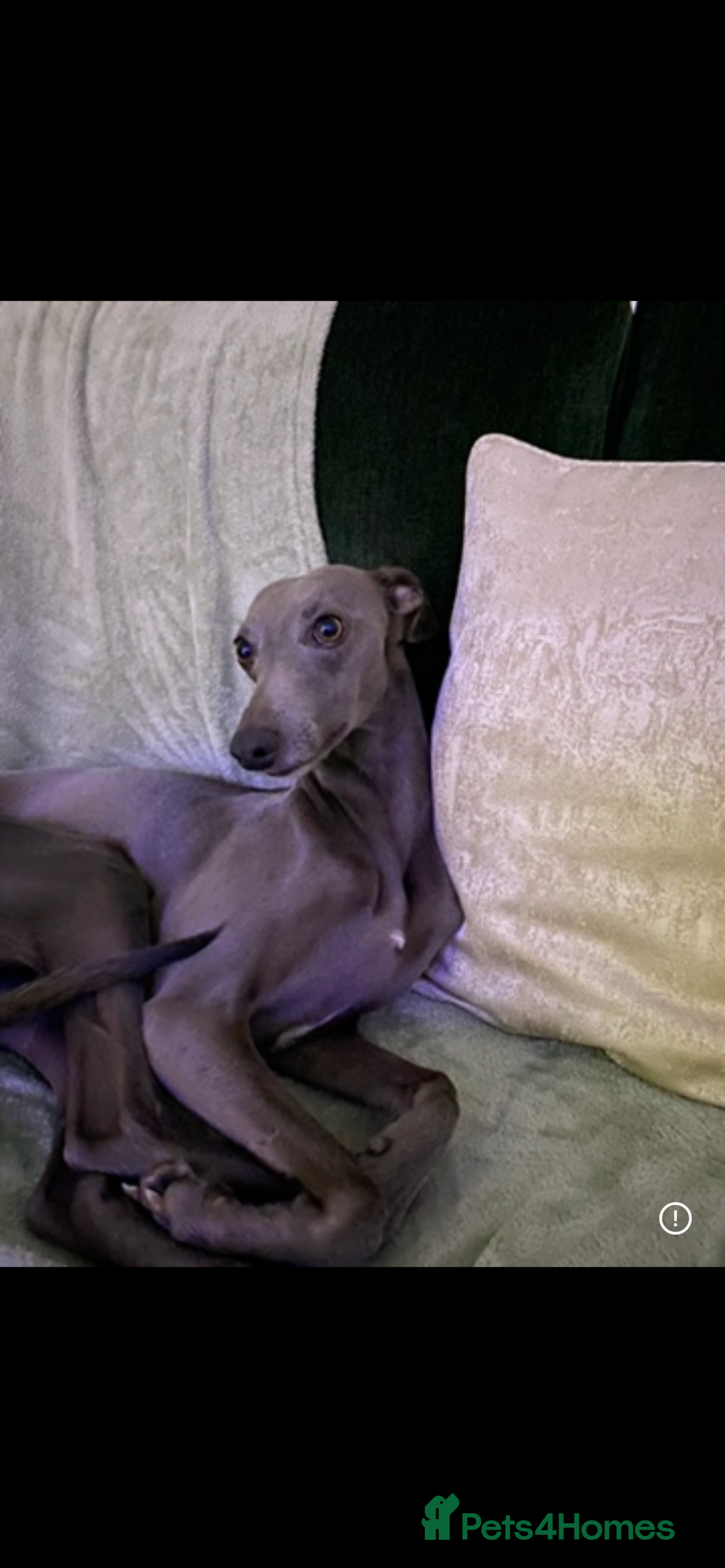 Mixed Breed dogs for sale: Bedlington whippet  - Advert 3