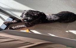 Cockapoo dogs for sale: Rehoming Cockapoo please read description - Image 5