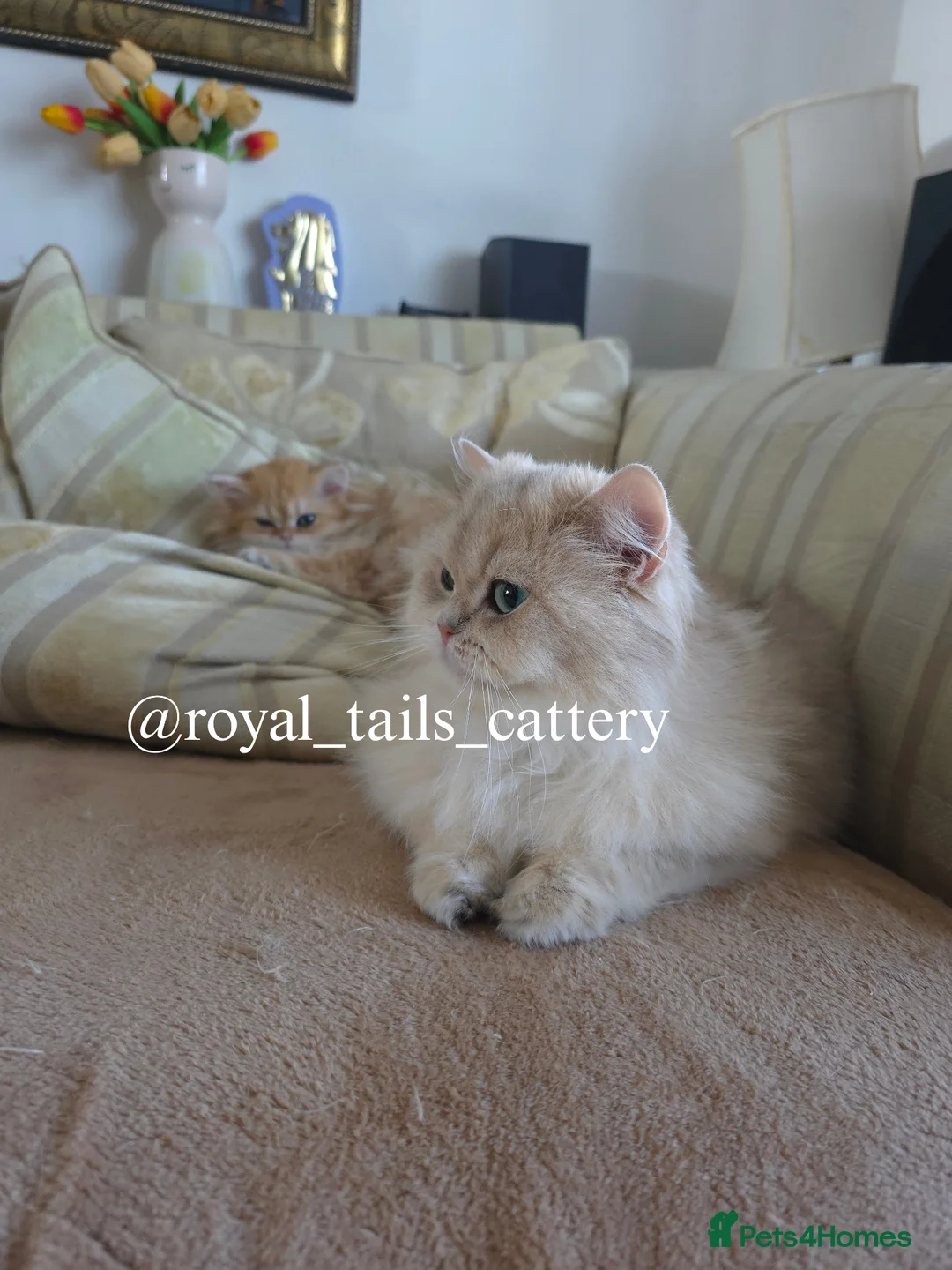 British Longhair cats for sale: Cuddly British Longhair boy - Advert 2