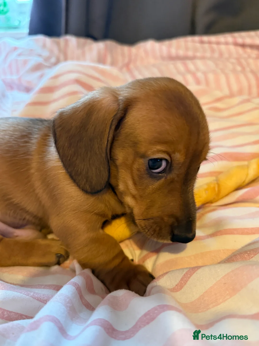 Miniature Dachshund dogs for sale: Beautiful miniature dachshund - Advert 6