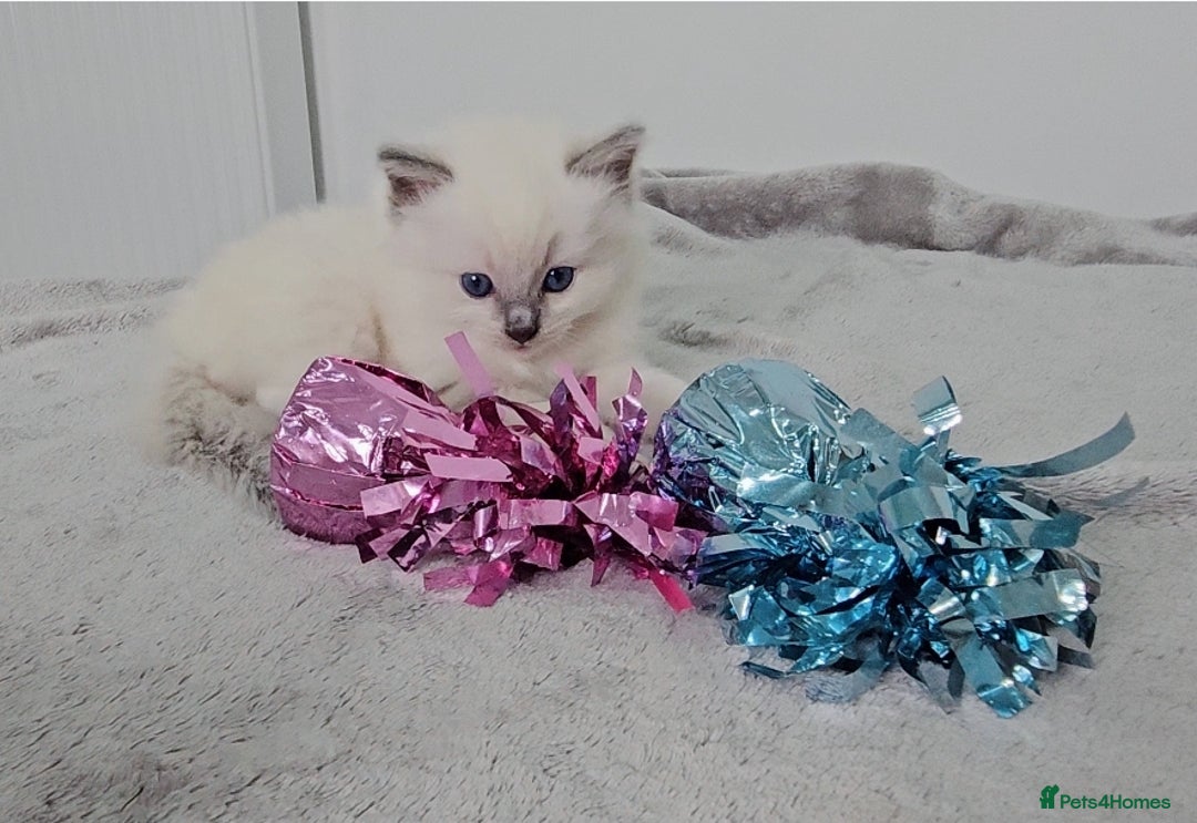 Ragdoll cats for sale: Purebred Blue Point Ragdoll Kittens 🩷💙 - Advert 2