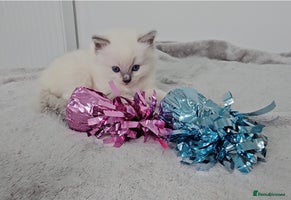 Ragdoll cats Purebred Blue Point Ragdoll Kittens 🩷💙 - Advert 1