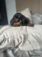 Dachshund dogs - Advert 1