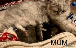 British Longhair cats for sale: 3 Adorable British Longhair x Persian Kittens  - Image 18