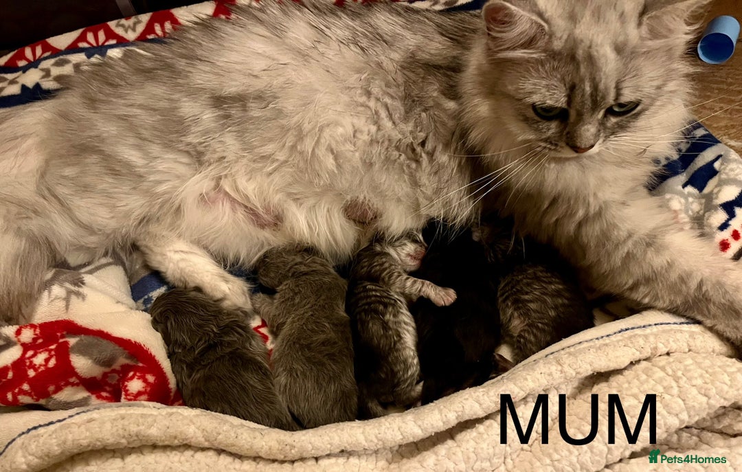 British Longhair cats for sale: 3 Adorable British Longhair x Persian Kittens  - Image 18