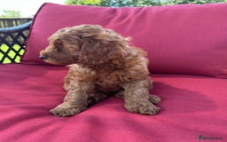 Cockapoo dogs for sale: Westcraigs Cockapoos - Image 25