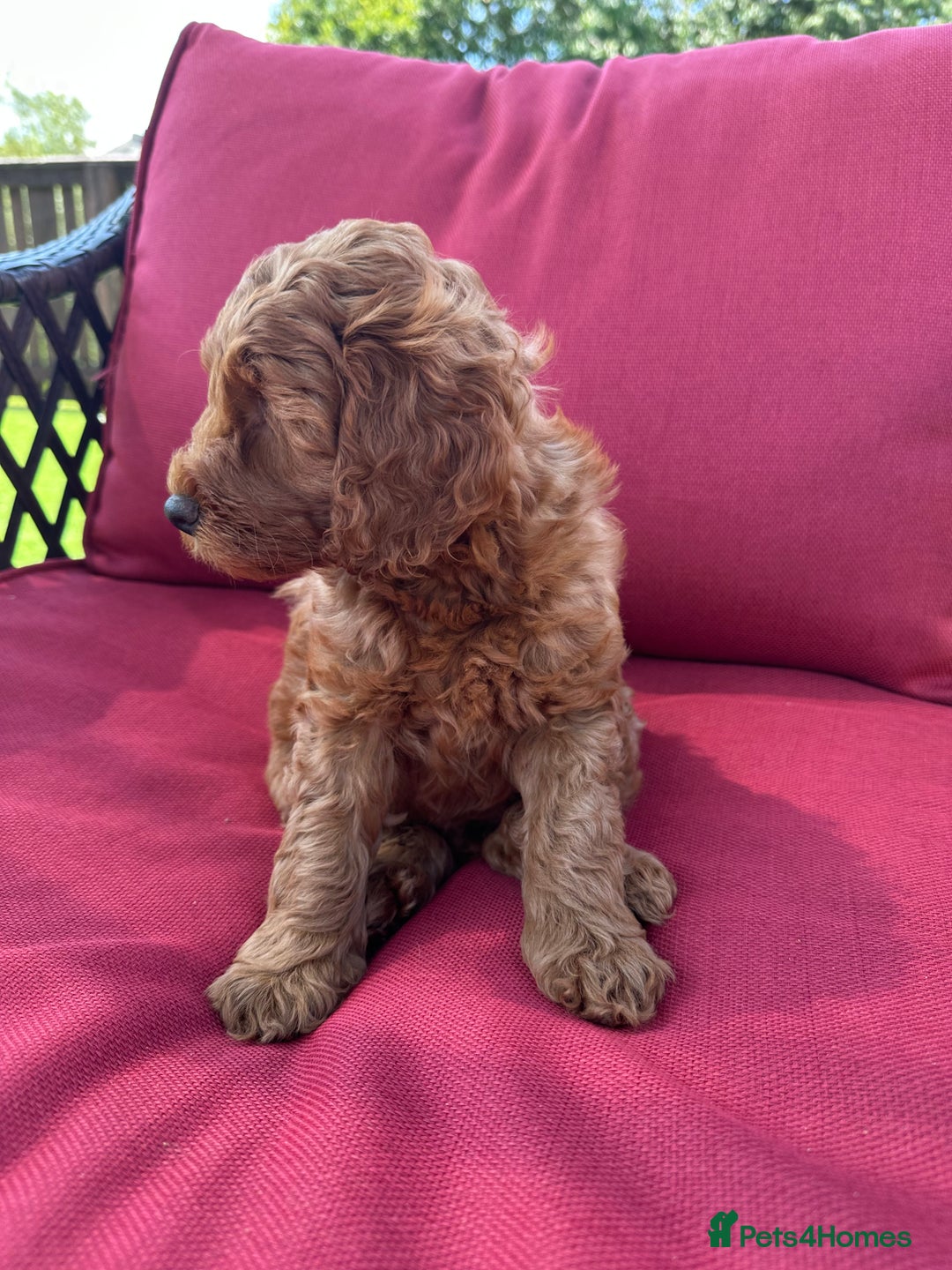 Cockapoo dogs for sale: Westcraigs Cockapoos - Image 25