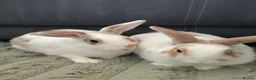 Mixed Breed rabbits for sale: 💙PEANUT & 💙BUTTER: TWO RESCUE BUNNIES(CASTRATED) in Burton-on-Trent - Advert 2
