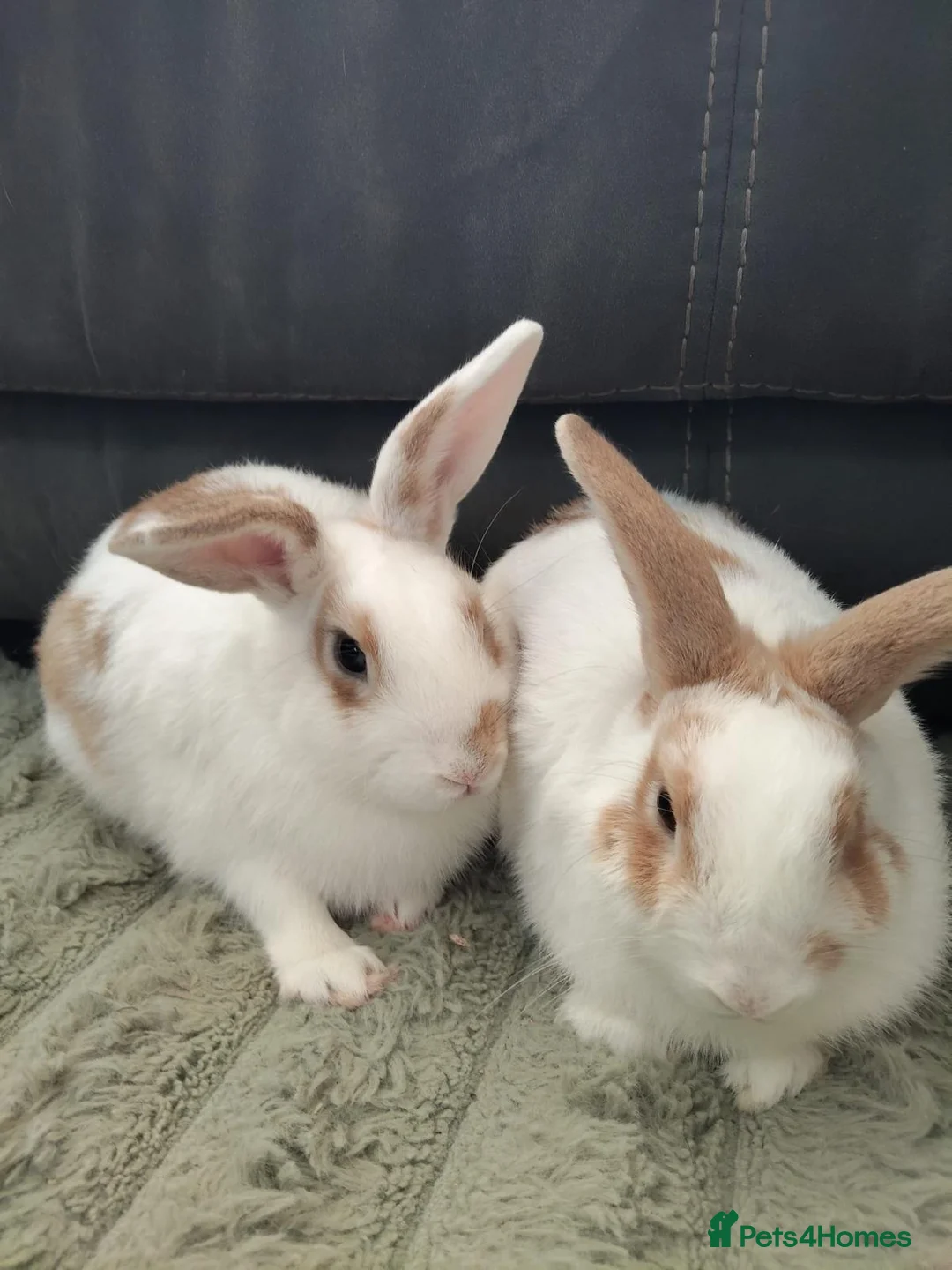 Mixed Breed rabbits for sale: 💙PEANUT & 💙BUTTER: TWO RESCUE BUNNIES(CASTRATED) in Burton-on-Trent - Advert 2