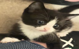 Mixed Breed cats for sale: 3 beautiful black and white kittens  - Image 14