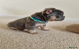 French Bulldog dogs for sale: Rosie litter  - Image 25