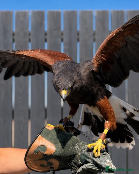 Mixed Breed birds Female Harris Hawk  - Advert 1