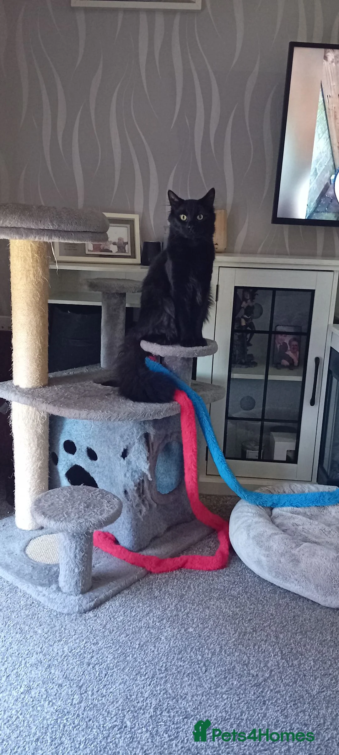 Mixed Breed cats for sale: Beautiful black kittens in Walsall - Advert 5
