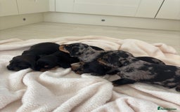 Mixed Breed dogs for sale: 5 Adorable miniature dapple schnoxie puppies - Image 8