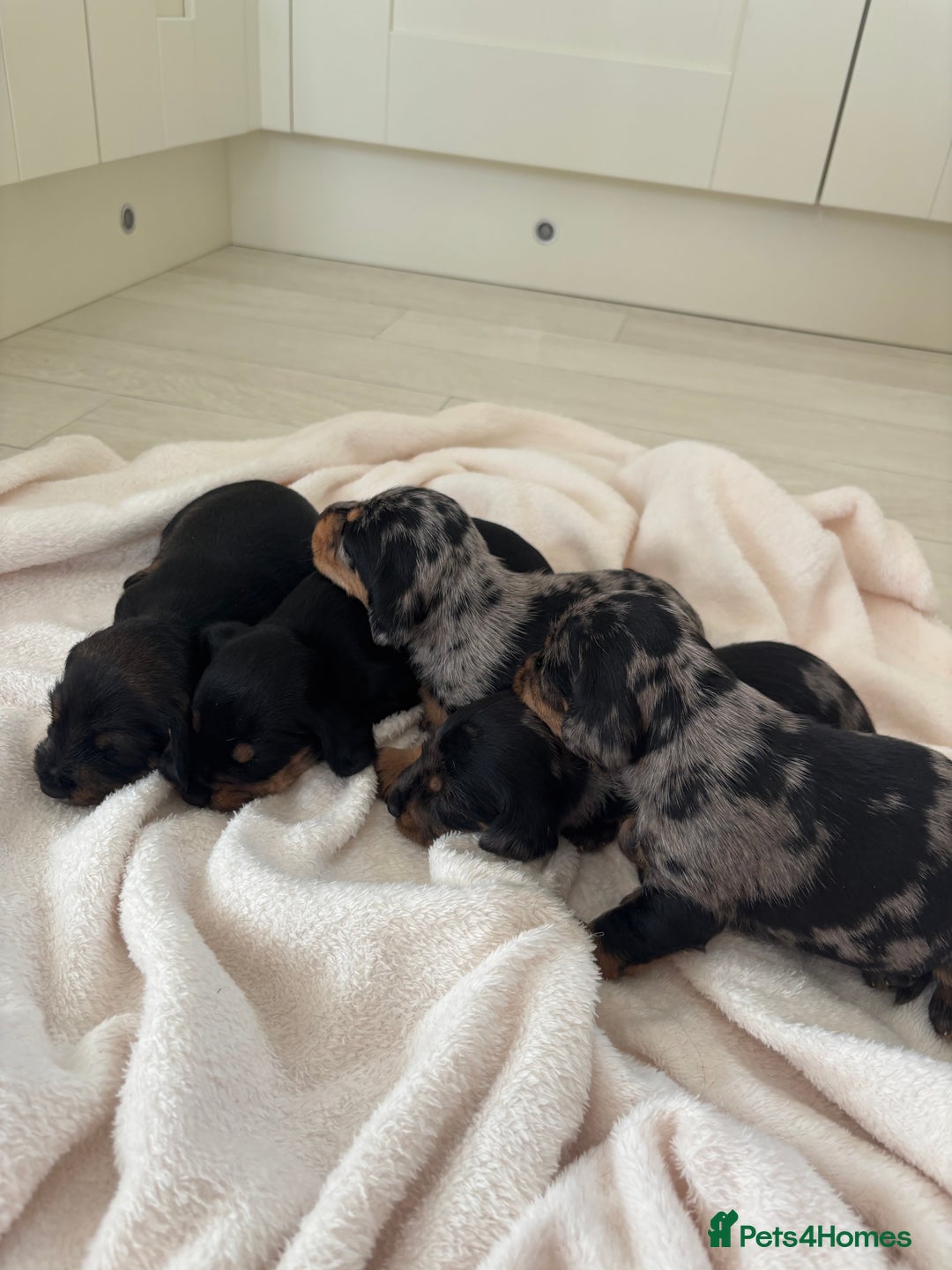 Mixed Breed dogs for sale: 5 Adorable miniature dapple schnoxie puppies - Image 8
