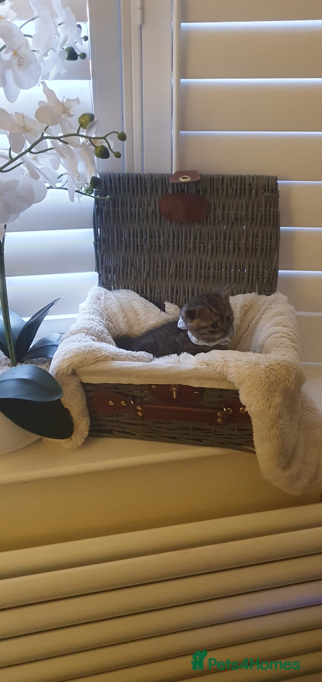 Scottish Fold cats for sale: 😻 Adorable Scottish Fold Kittens For Sale😻 - Image 20