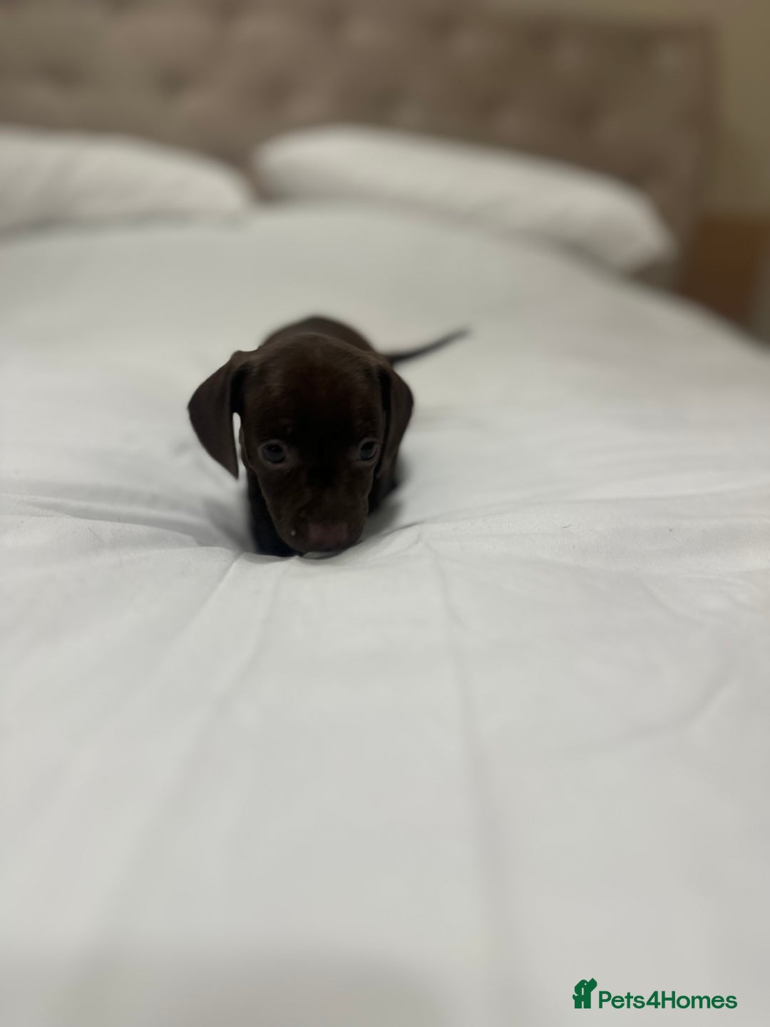 Miniature Dachshund dogs for sale: Miniature dachshund ready to go🫶🏽 - Advert 8