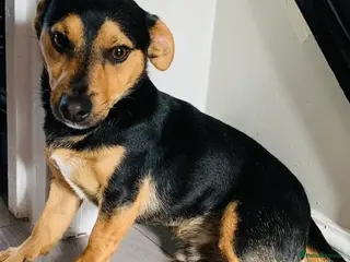 Jack Russell dogs Stud - Advert 1