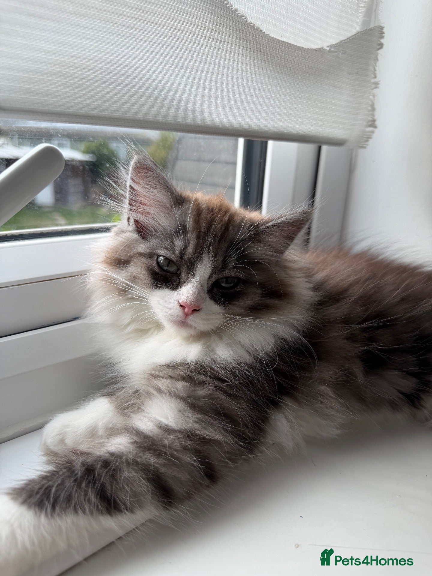 Mixed Breed cats beautiful persian chinchilla ragdoll babies - Advert 1