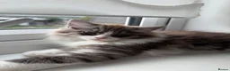 Mixed Breed cats for sale: beautiful persian chinchilla ragdoll babies - Advert 1