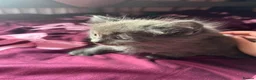 Mixed Breed cats for sale: 5 gorgeous fluffy kittens - Advert 4