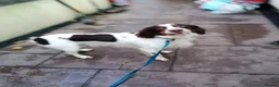 Mixed Breed dogs for adoption: 💙TOMMY THE SPANIEL💙-CLEVER, LOVING SPECIAL BOY  in High Peak - Advert 24