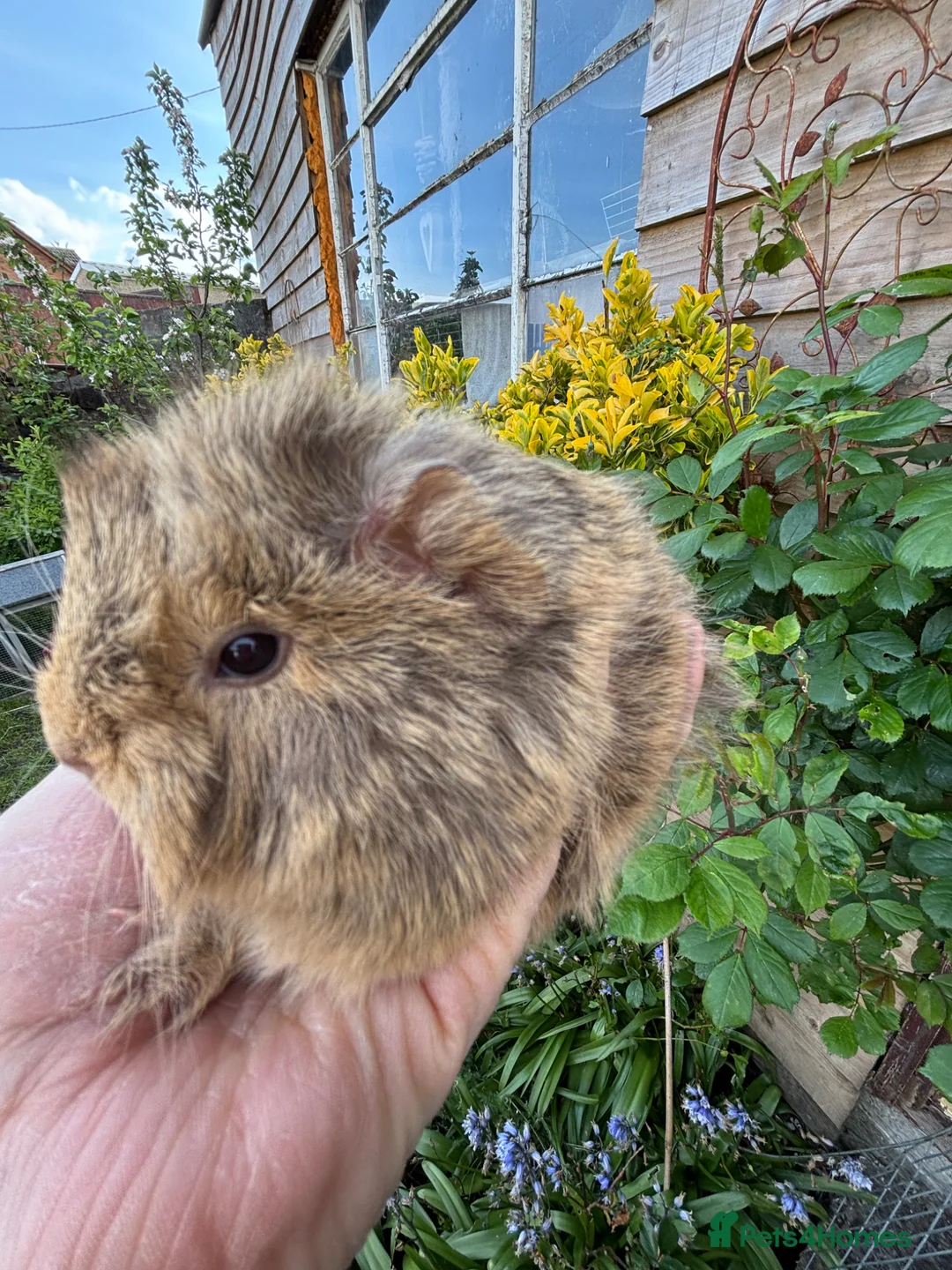Guinea Pig rodents for sale: Gorgeous baby Guinea pigs - Advert 2