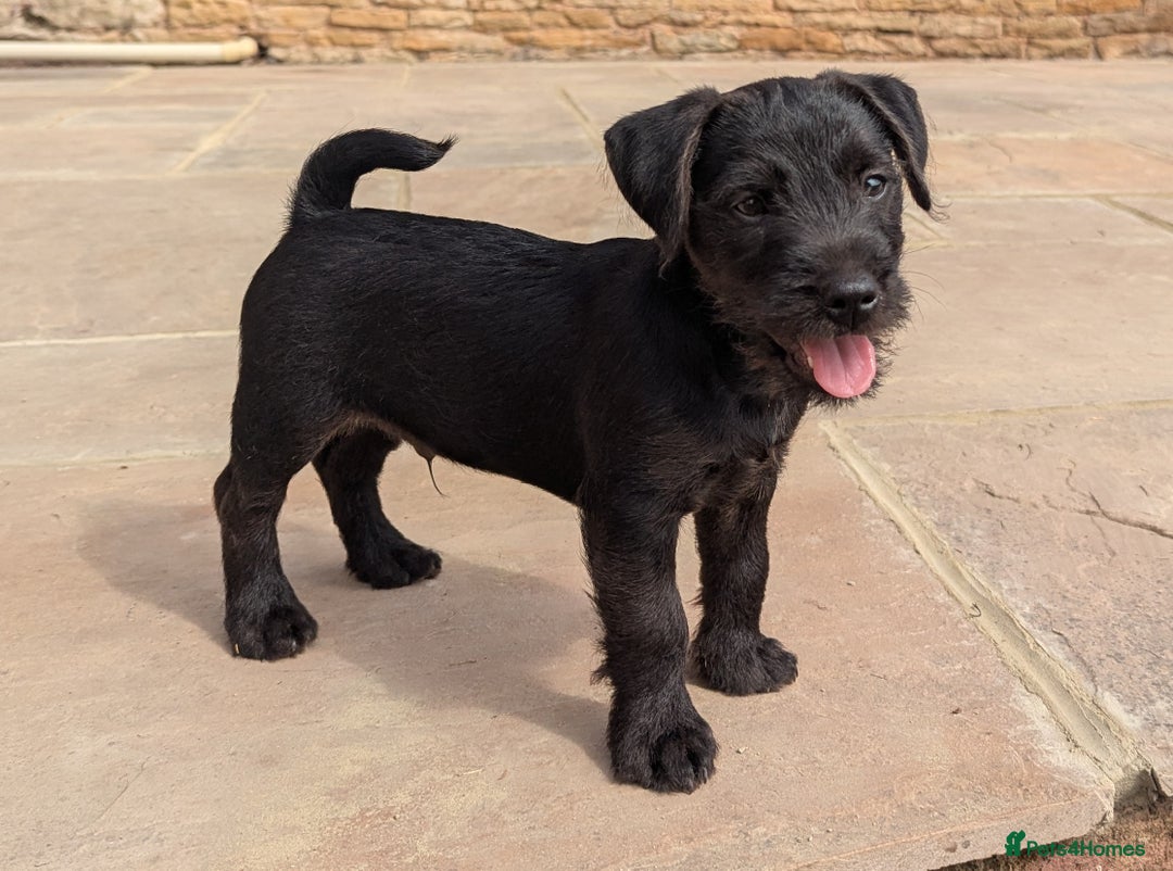 Patterdale Terrier dogs for sale: Patterdale Terrier Puppy - Image 2
