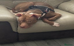Mixed Breed dogs for sale: Buddy, 10 month old - Image 1