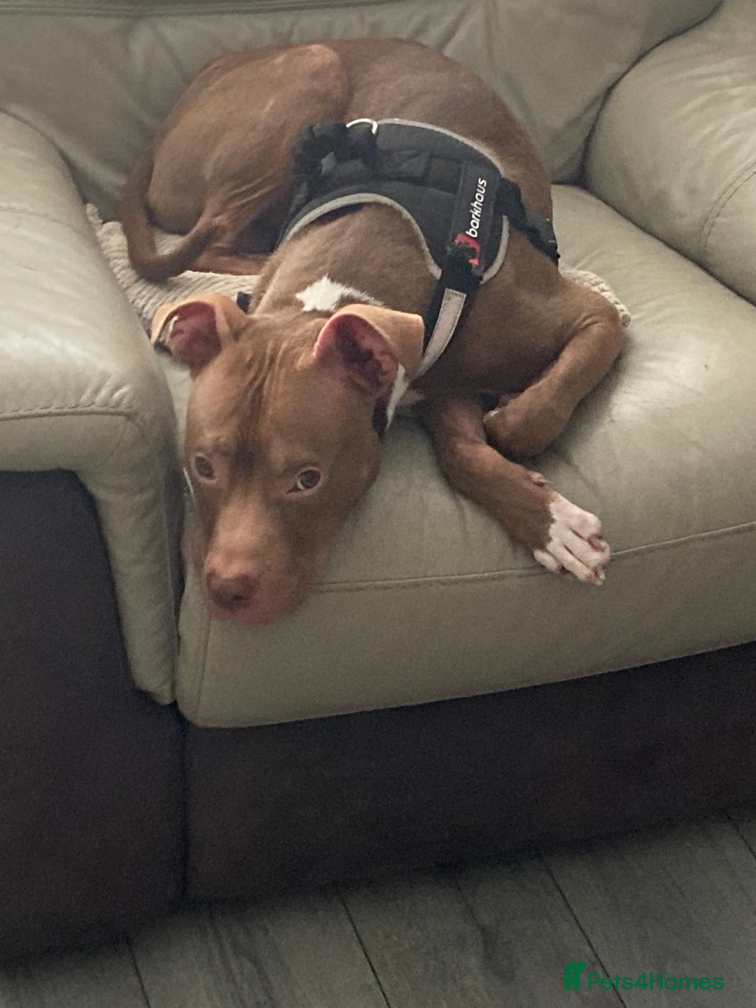 Mixed Breed dogs for sale: Buddy, 10 month old - Image 1