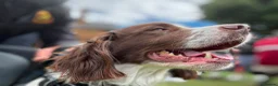 English Springer Spaniel dogs for sale: Dolly looking for a home  - Advert 2