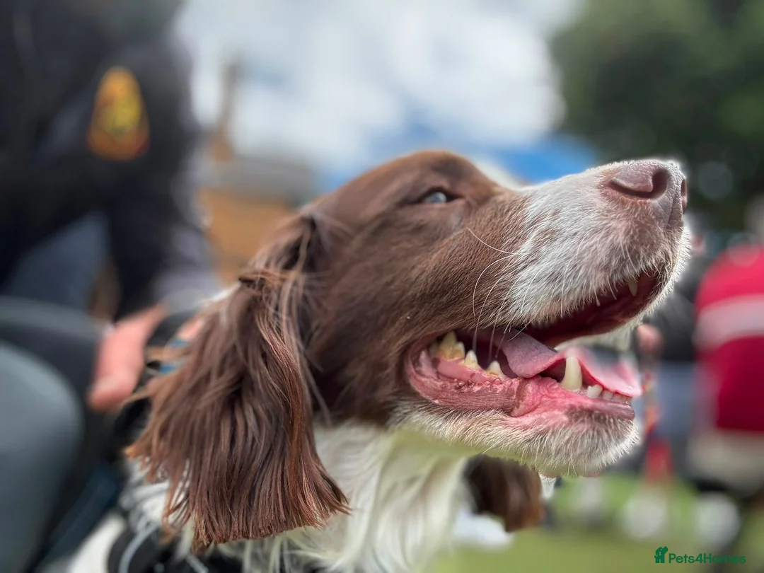 English Springer Spaniel dogs for sale: Dolly looking for a home  - Advert 2