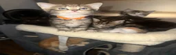 Ragdoll cats for sale: Ragdoll cross bengal - Advert 14