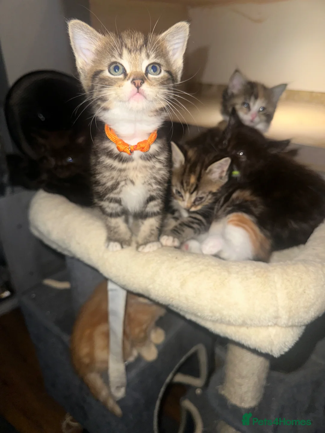 Ragdoll cats for sale: Ragdoll cross bengal - Advert 14