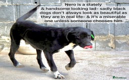 Mixed Breed dogs for adoption:  Nero, 3-4 yrs old. Available for adoption. - Image 5