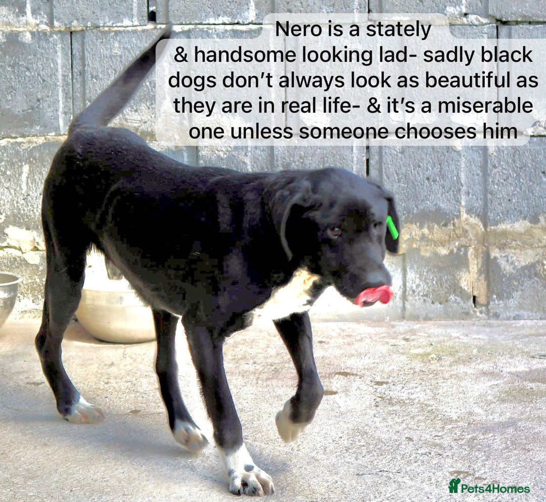Mixed Breed dogs for adoption:  Nero, 3-4 yrs old. Available for adoption. - Image 5