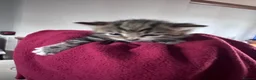 Mixed Breed cats for sale: British short hair X Tabby Kittens - Advert 6