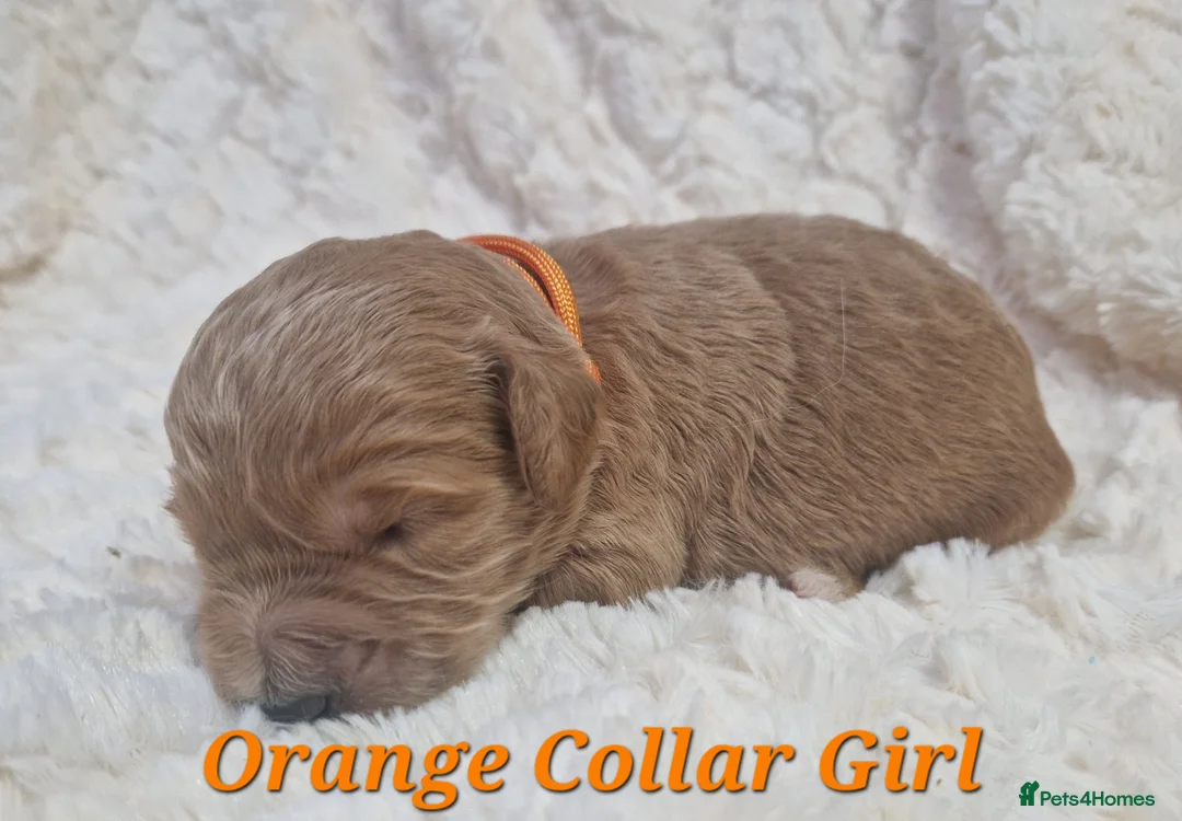 Mini Goldendoodle dogs for sale: Miniature Goldendoodle puppies available - Advert 2