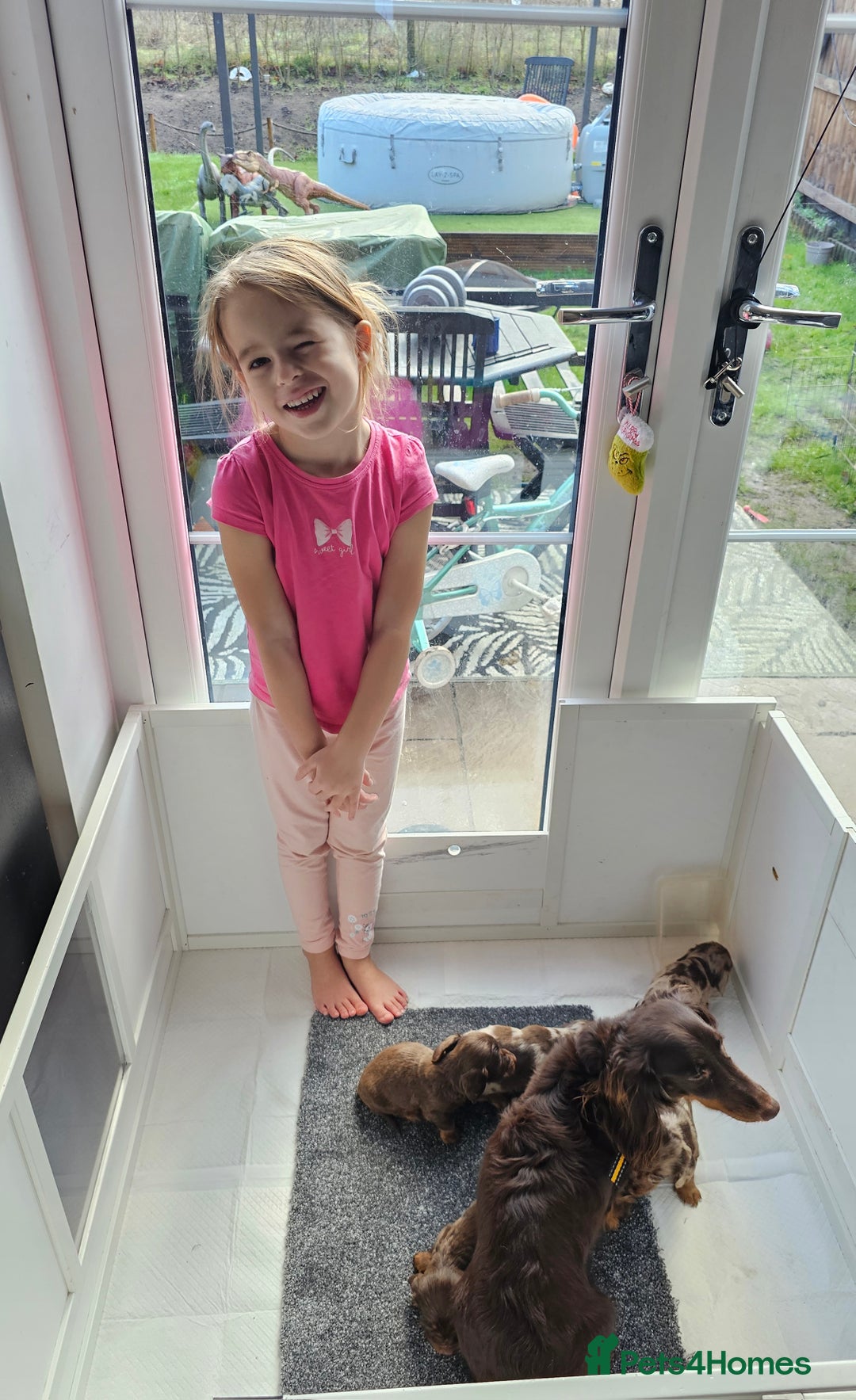 Miniature Dachshund dogs for sale: Miniature Dachshund Long Haired  - Advert 12