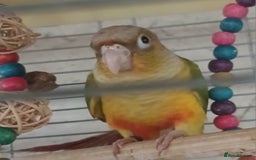Conures birds for sale: Pineapple Conures Parent reared Dna'd  - Image 15