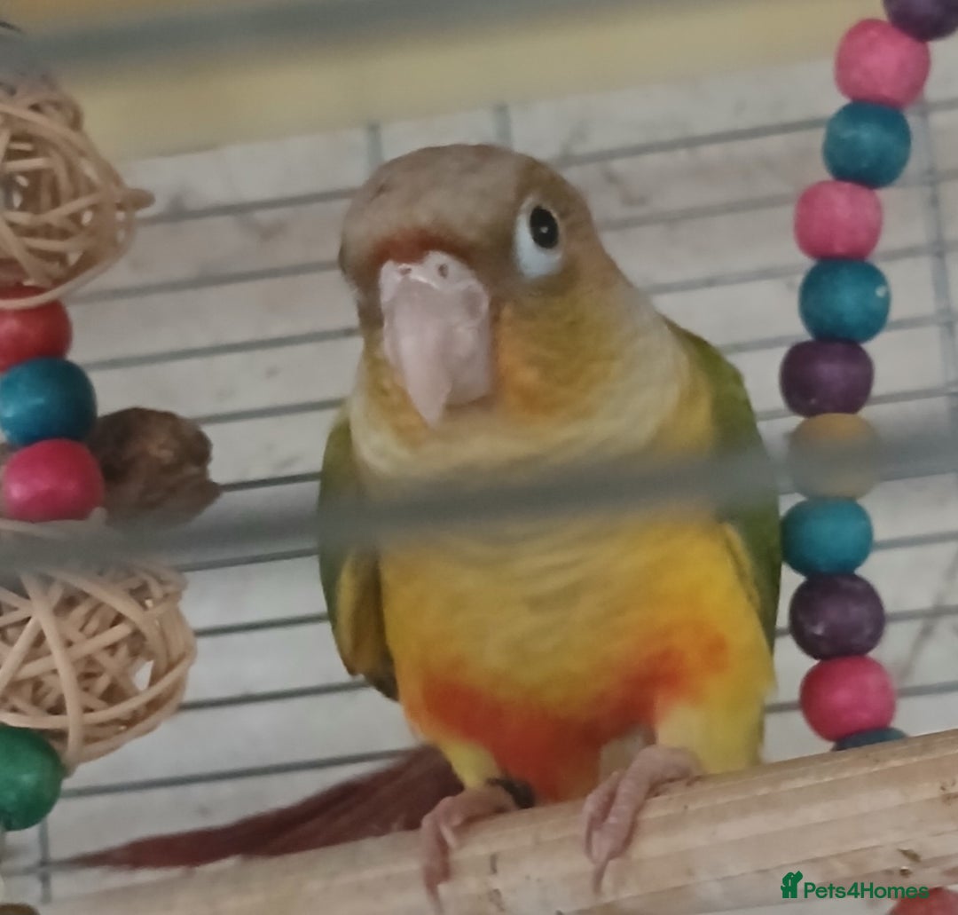 Conures birds for sale: Pineapple Conures Parent reared Dna'd  - Image 15