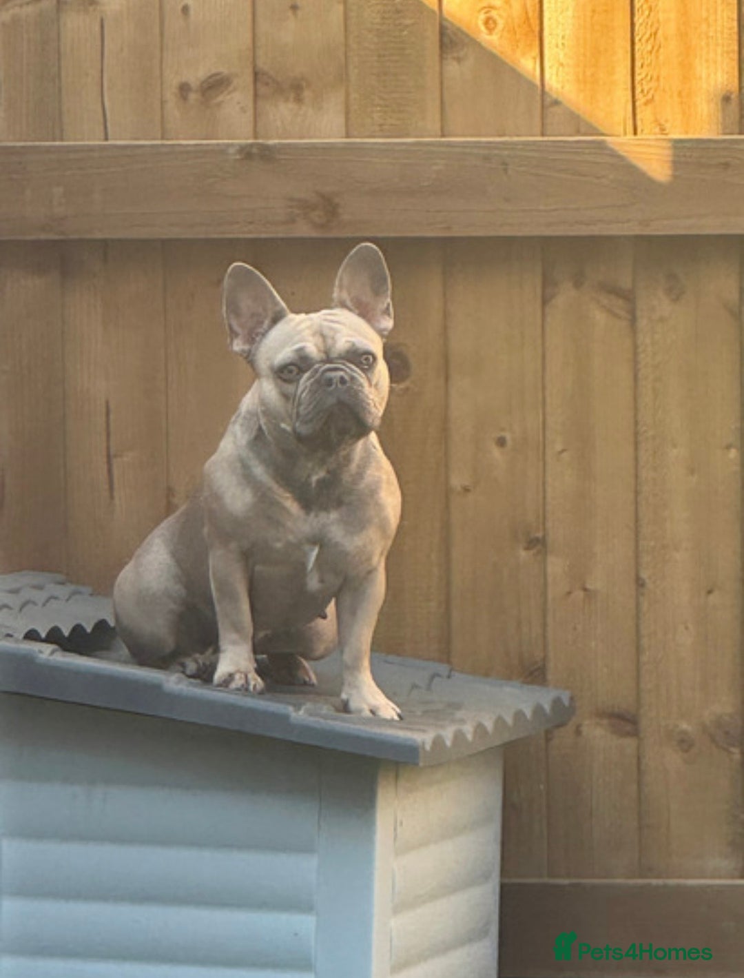 French Bulldog dogs for sale: French bulldog puppys - Advert 2