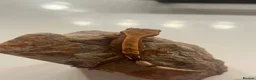 Gecko reptiles for sale: Stunning baby crested geckos - Advert 7