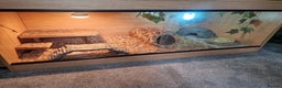 Bearded Dragon reptiles for sale: Bearded Dragon and Viv for sale - Advert 5